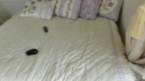 littlegreekflower @ chaturbate on 20240331