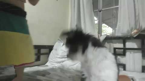 xdreamangel @ chaturbate on 20241005