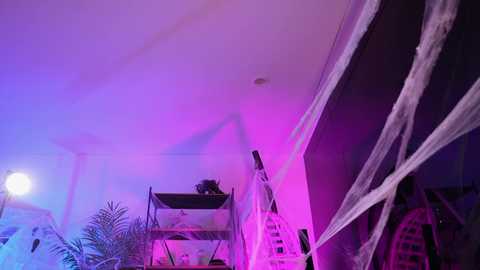 goth_dolll @ chaturbate on 20241009