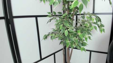 fetish_life @ chaturbate on 20241122