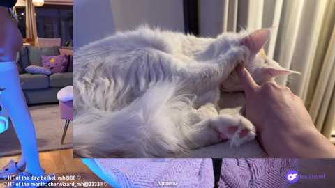 misshowl @ chaturbate on 20250306