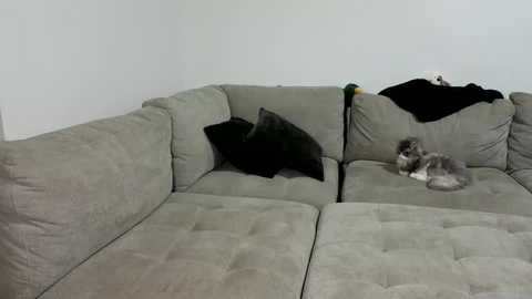 scarletterose_504259 @ chaturbate on 20250727