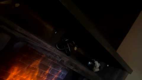 buschbaby @ chaturbate on 20251004