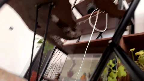 chaptertoo @ chaturbate on 20251029