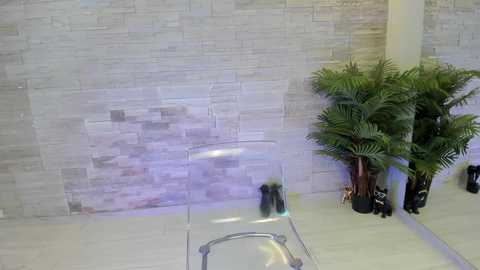 angelinsin @ chaturbate on 20251108