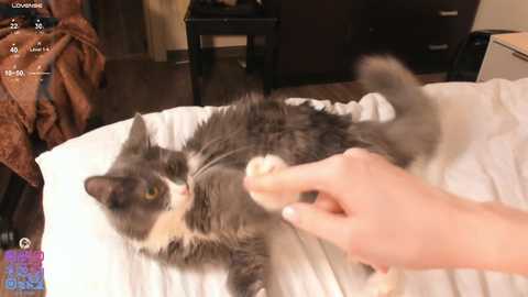 silkencrave @ chaturbate on 20251109