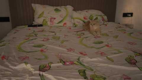 snow_is_falling @ chaturbate on 20251113