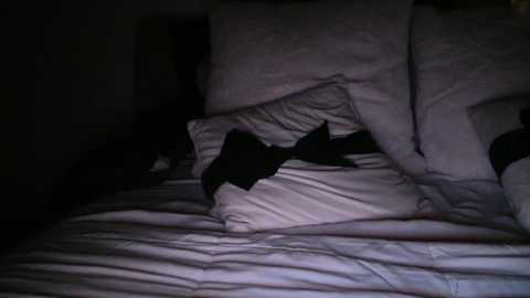 bigdicktrannynicole @ chaturbate on 20251118