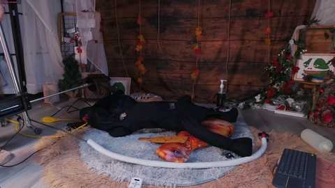 mollyflwers @ chaturbate on 20251125