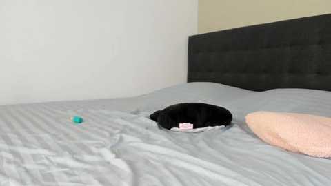 mazekyn @ chaturbate on 20260103