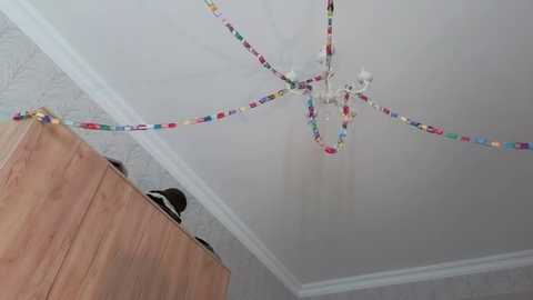 wonderland_stia @ chaturbate on 20260111