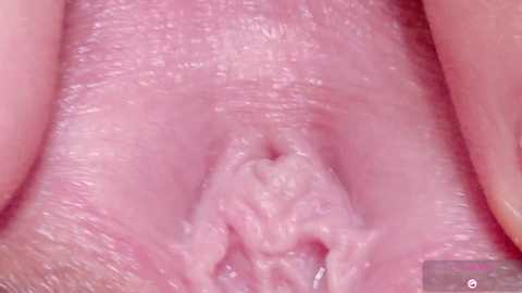 orchidekitty @ chaturbate on 20260216