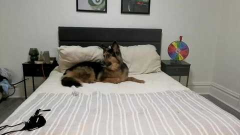 scarletterose_504259