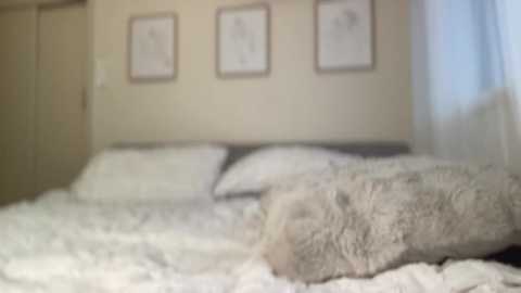 taylorslittlekingdom