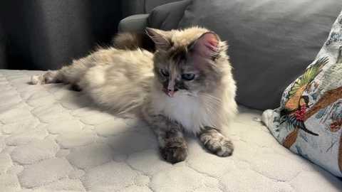 sweetdreamvic @ chaturbate on 20260307