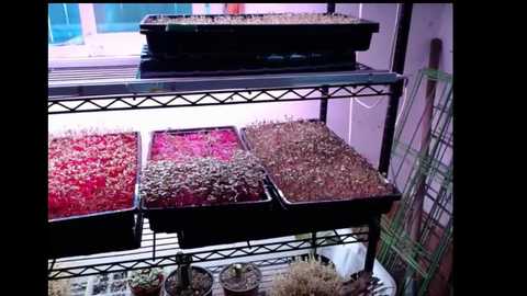 rosegold18 @ chaturbate on 20260308