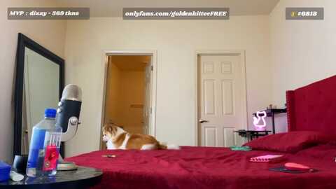 goldenkittee @ myfreecams on 20230914