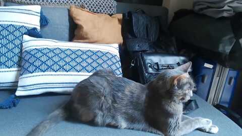 exoticandthai @ myfreecams on 20231008