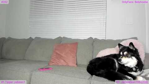 belphoebe @ myfreecams on 20231117