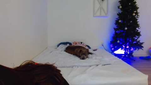 bunni_ @ myfreecams on 20231202