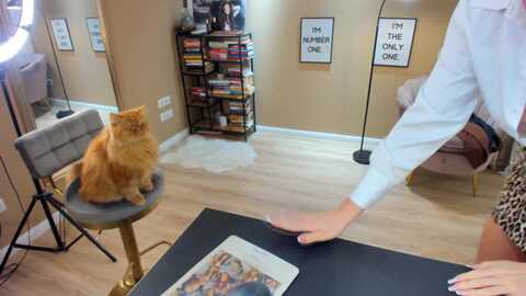 serendypity @ myfreecams on 20231203