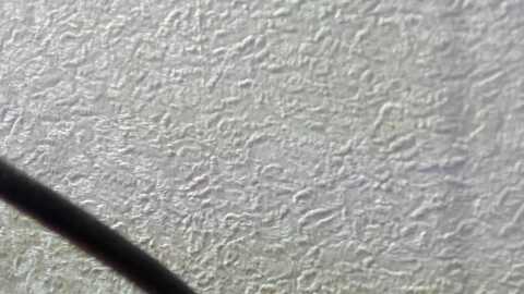 iam_sasha @ myfreecams on 20231211