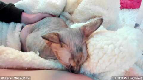 stellarloving @ myfreecams on 20240104