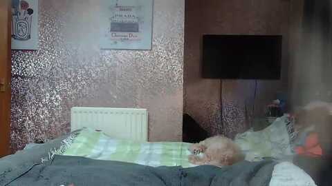 yummymummy39 @ myfreecams on 20240131