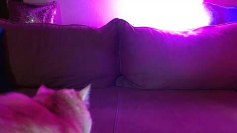 uglygirl_ @ myfreecams on 20240220