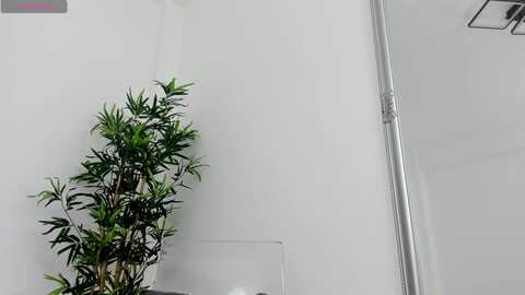 eveliniris @ myfreecams on 20240307