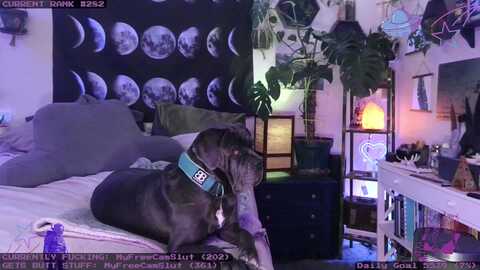 lunarlexxx @ myfreecams on 20240308
