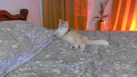uglygirl_ @ myfreecams on 20240404