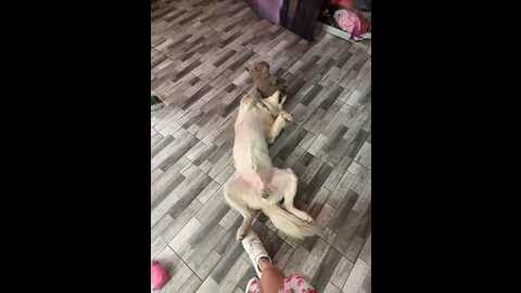 laravegas @ stripchat on 20230914