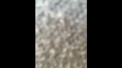 cynthiagilbert @ stripchat on 20230915