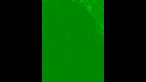 lavenderhot @ stripchat on 20230916