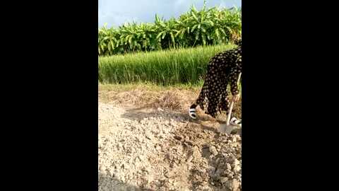 couple_fuck_toy @ stripchat on 20230925