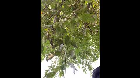 nimphosecret @ stripchat on 20230929