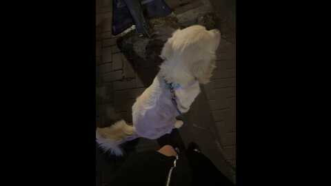 charmingruby @ stripchat on 20231001