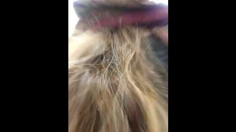 zorii_love @ stripchat on 20231001