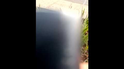 thejasminshow