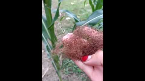 couple_fuck_toy @ stripchat on 20231106