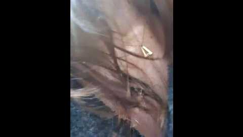 eveangelll @ stripchat on 20231106