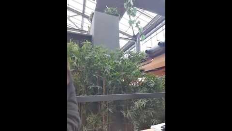 eveangelll @ stripchat on 20231113