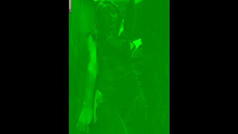 dina_tease @ stripchat on 20240919