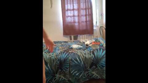 zasmin324 @ stripchat on 20241003