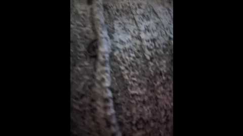 asia_lynn @ stripchat on 20241019