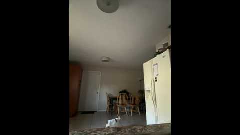 zadaraye @ stripchat on 20241019