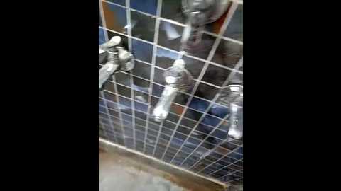 dreamgirl_anika @ stripchat on 20241023