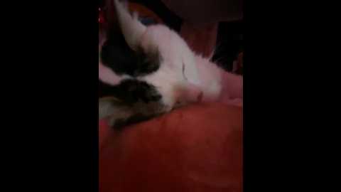 cutiepiespanks @ stripchat on 20241026