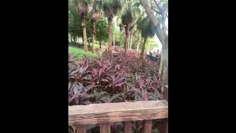 xiaoyuju @ stripchat on 20241105